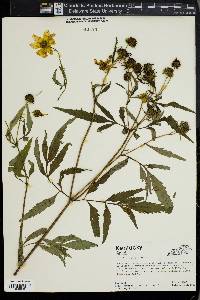 Bidens polylepis image