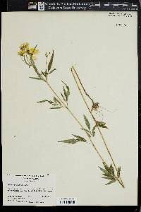 Bidens polylepis image