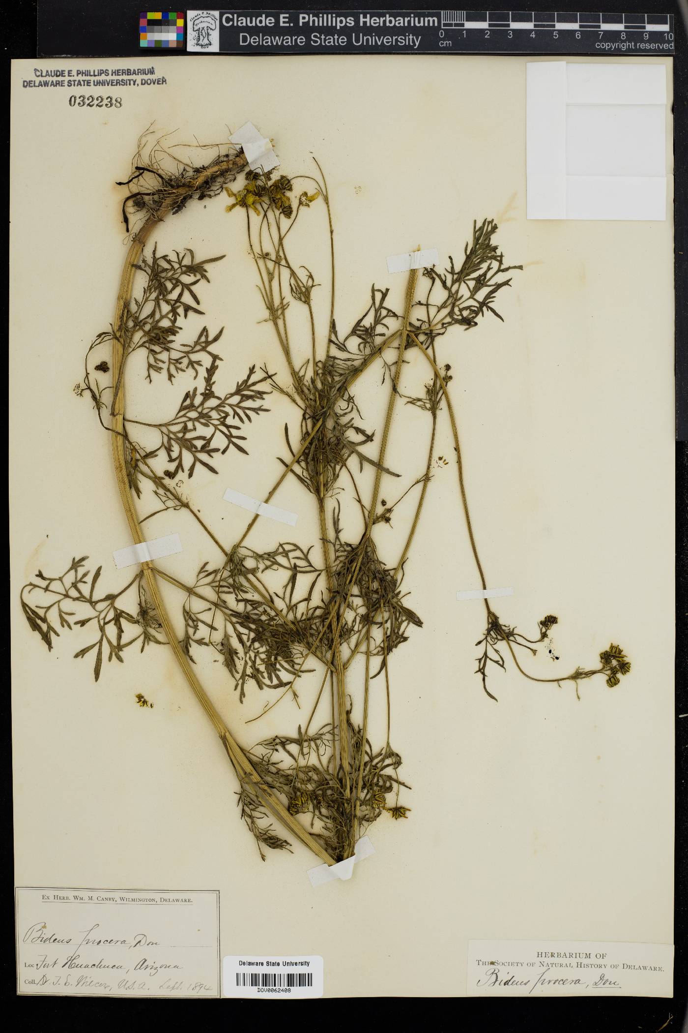 Bidens procera image