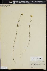 Bidens trichosperma image