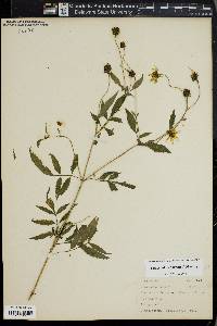 Bidens trichosperma image