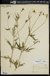 Bidens trichosperma image