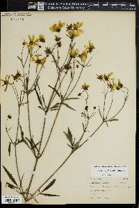 Bidens trichosperma image