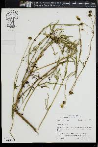 Bidens tripartita image