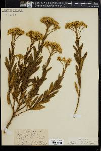 Bigelowia parishii image