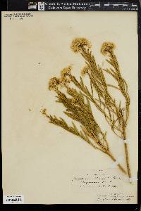 Bigelowia parishii image