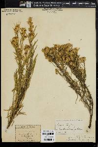 Ericameria parryi image