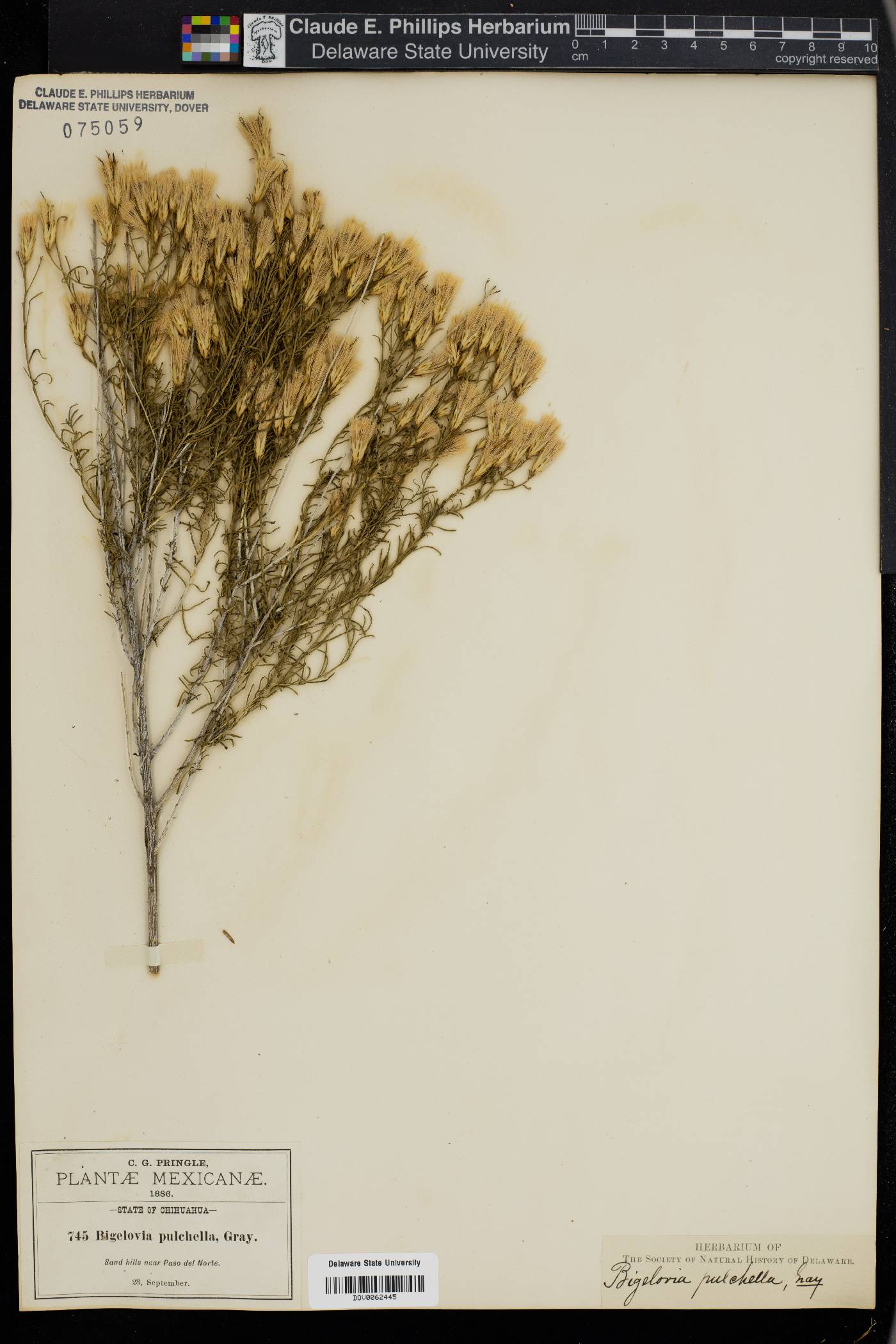 Lorandersonia pulchella image