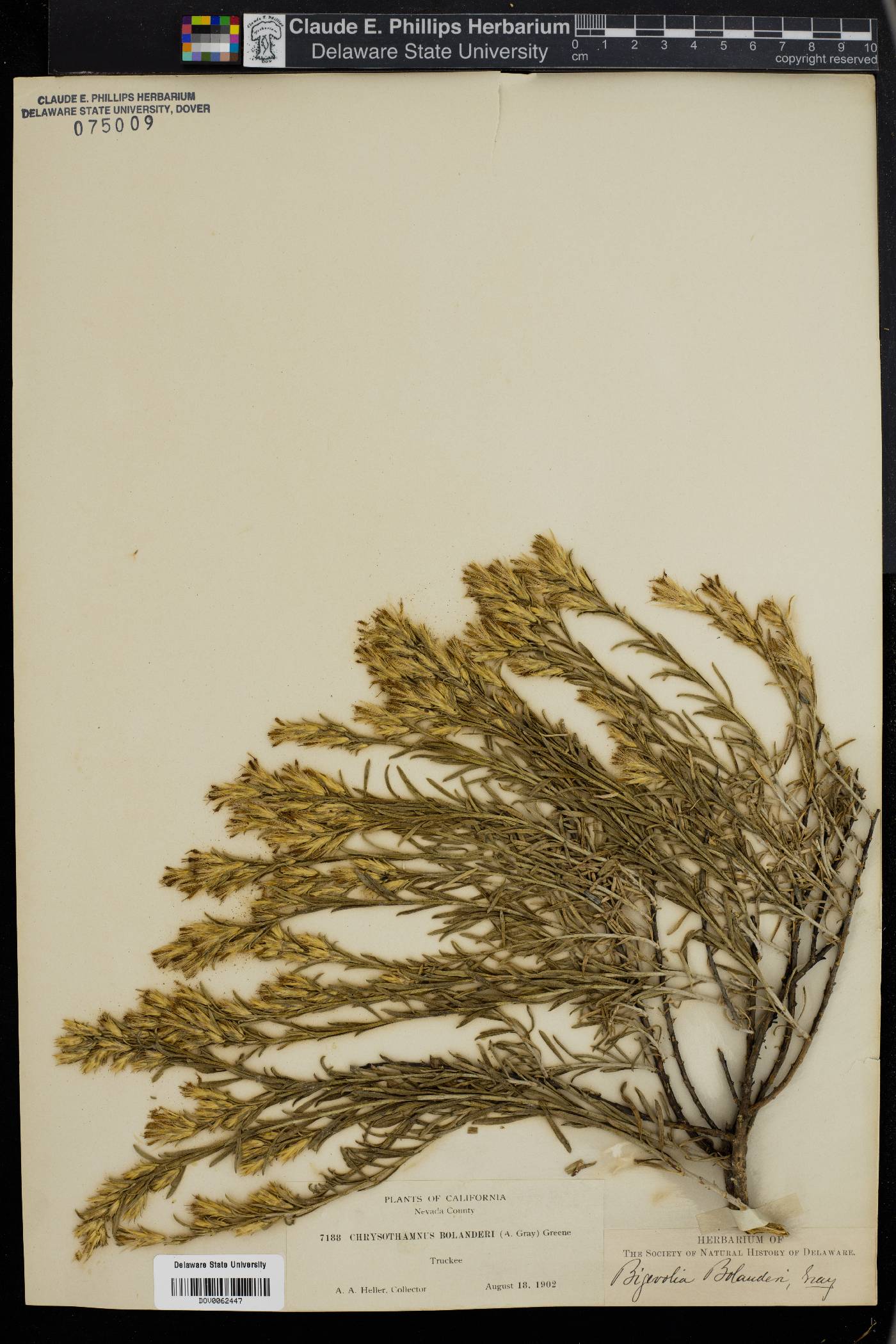 Ericameria ×bolanderi image