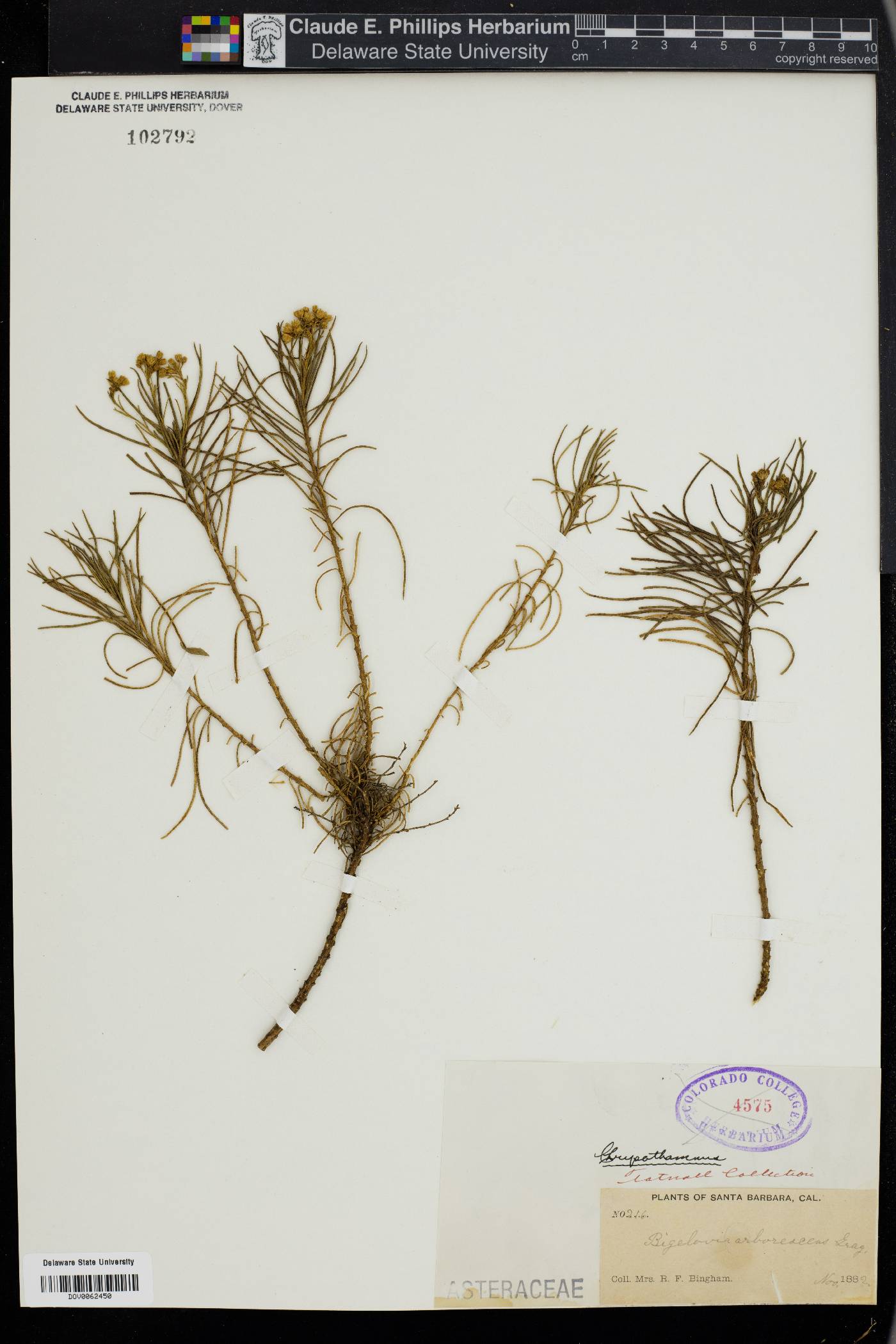 Ericameria arborescens image