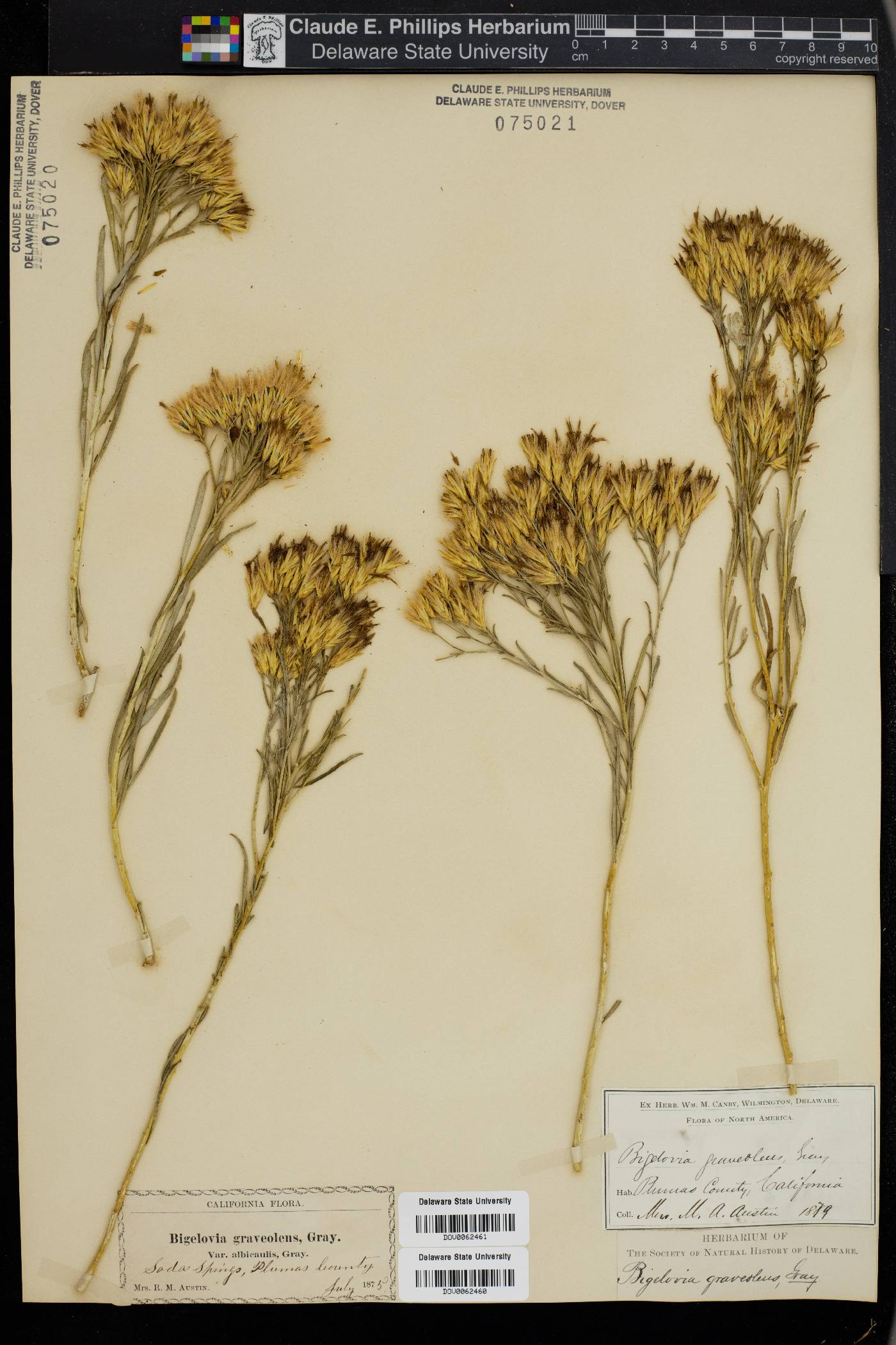 Bigelowia graveolens image