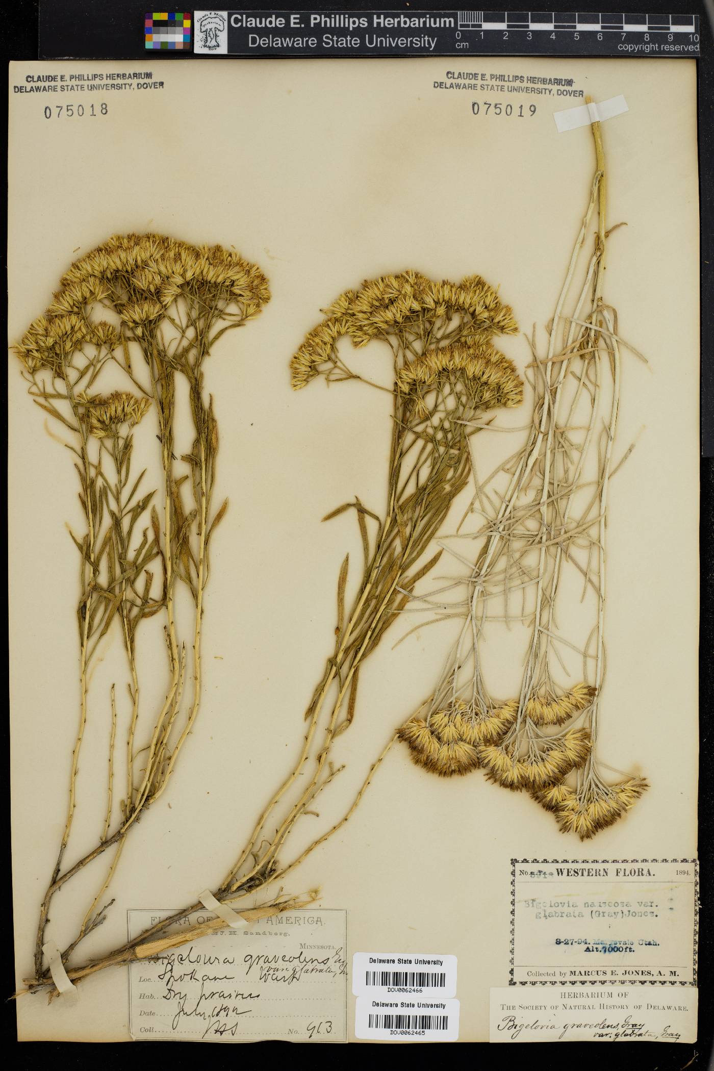 Bigelowia graveolens image