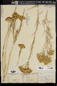 Bigelowia graveolens image