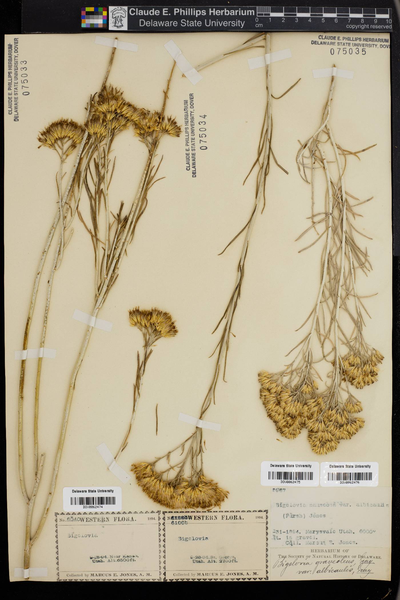 Bigelowia graveolens image