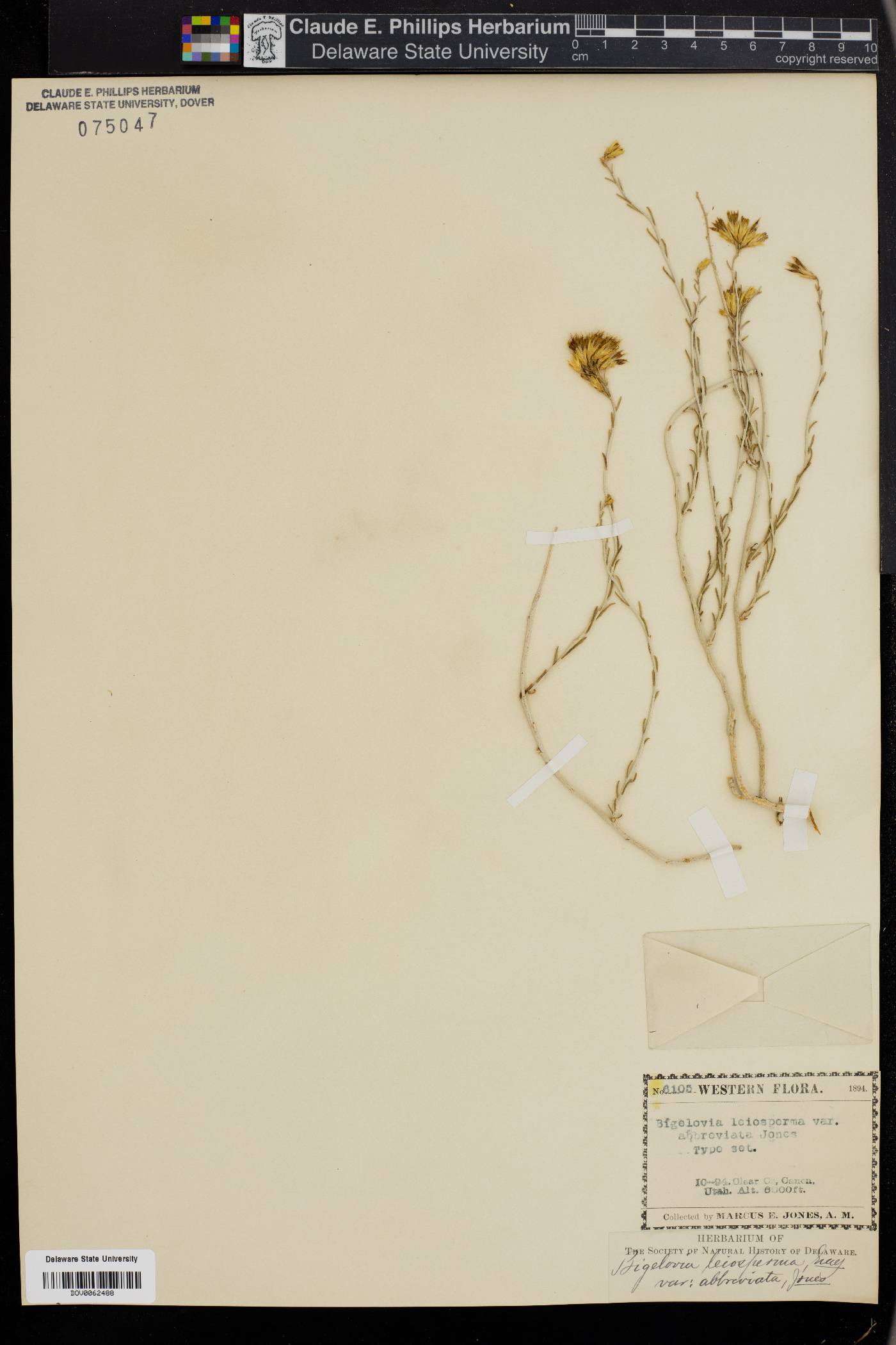 Bigelowia leiosperma image