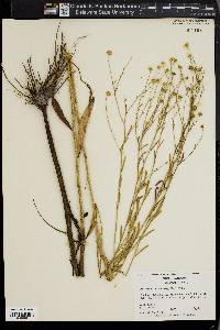 Boltonia asteroides image