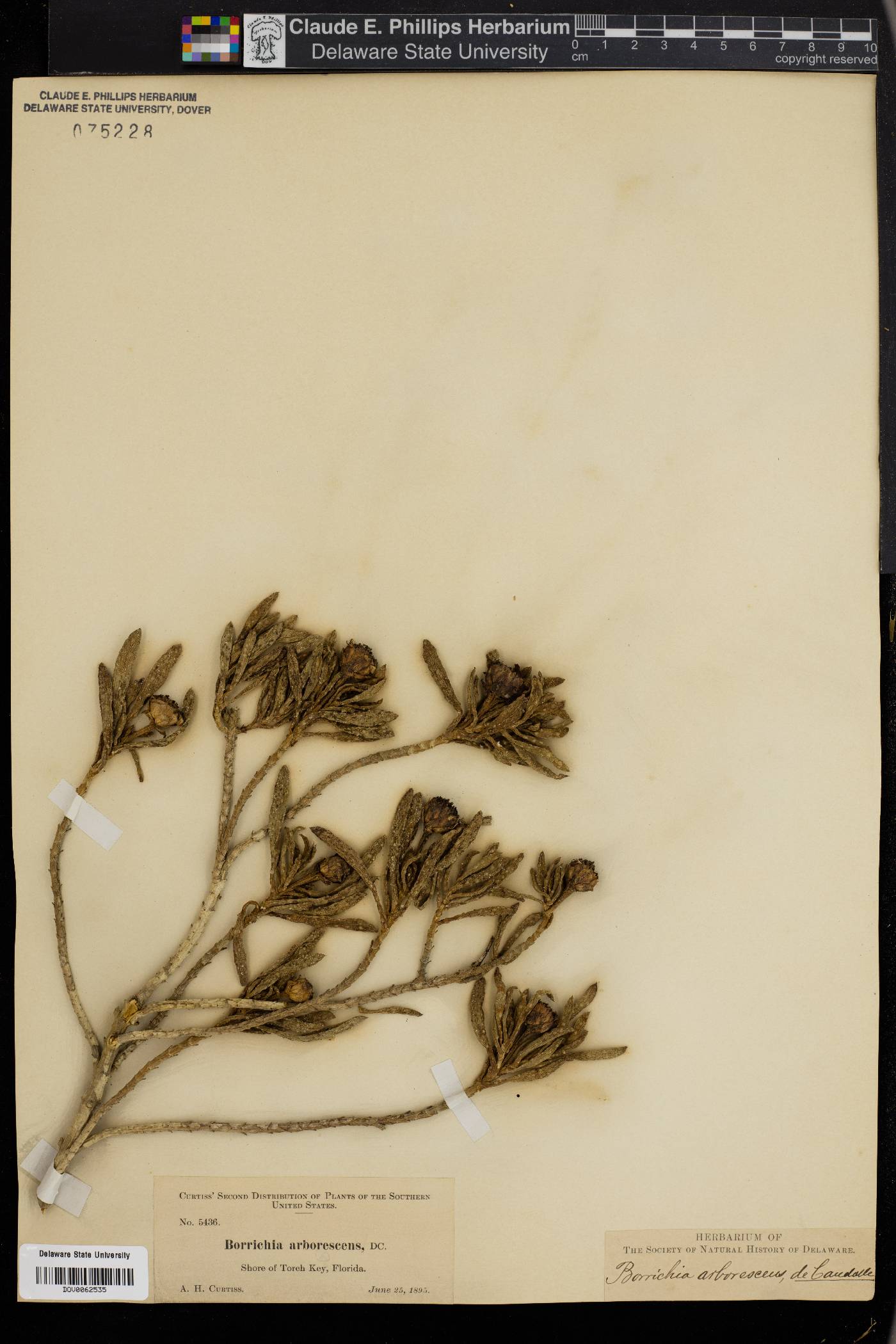 Borrichia arborescens image