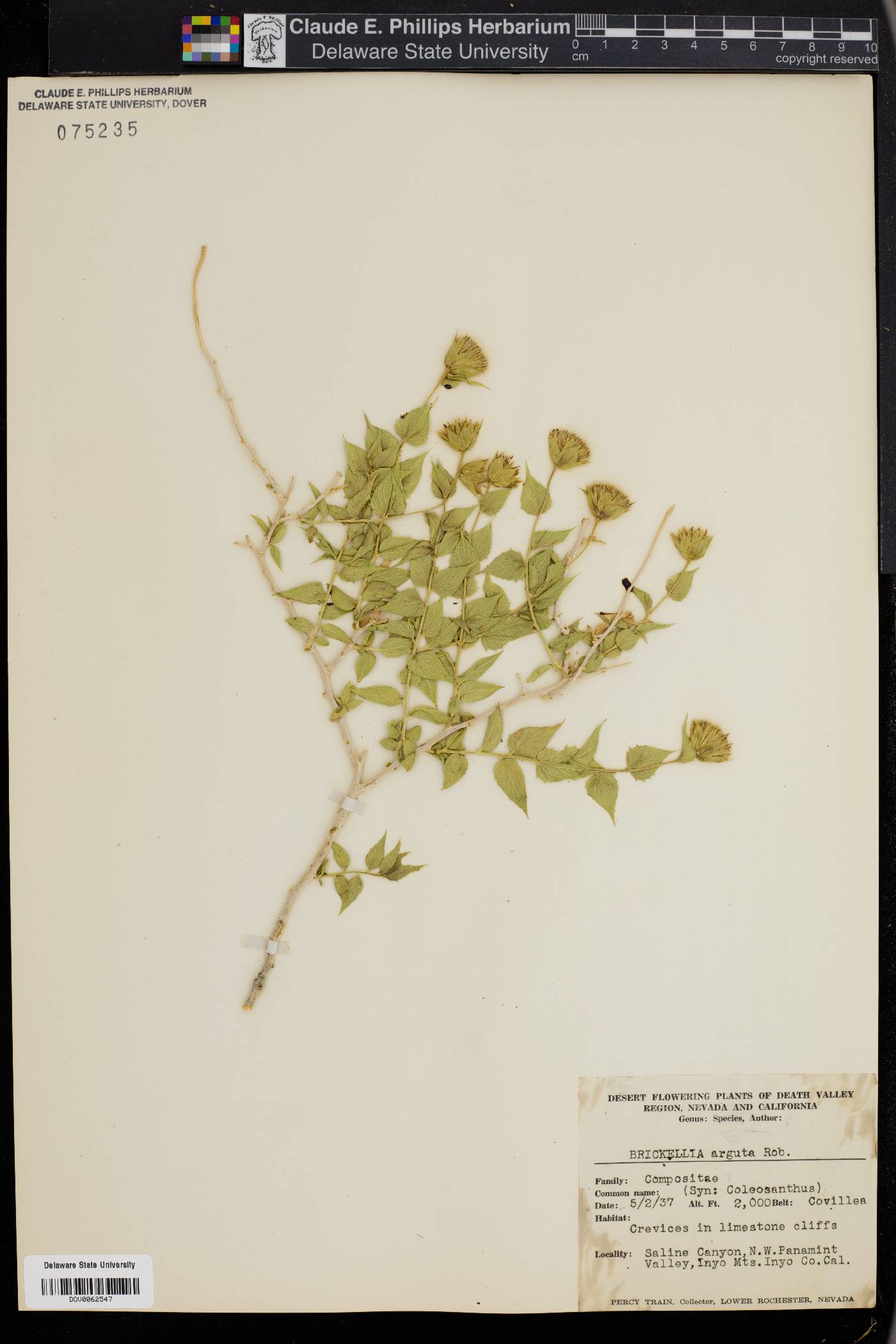 Brickellia arguta image