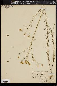 Brickellia eupatorioides image