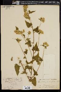 Brickellia grandiflora image