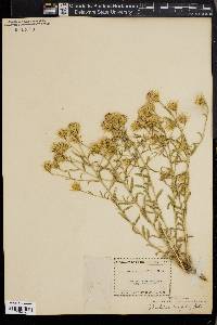 Brickellia oblongifolia image