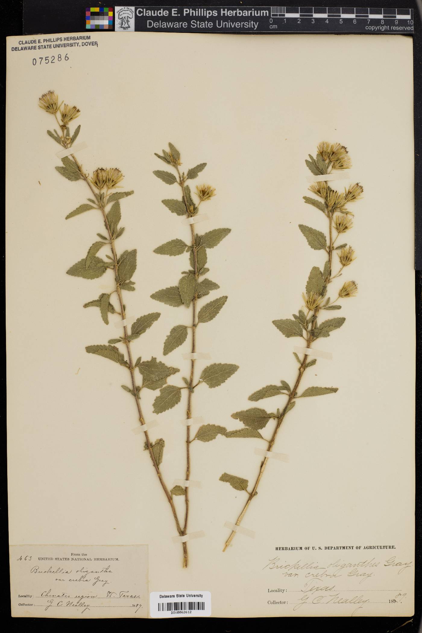 Brickellia oliganthes image