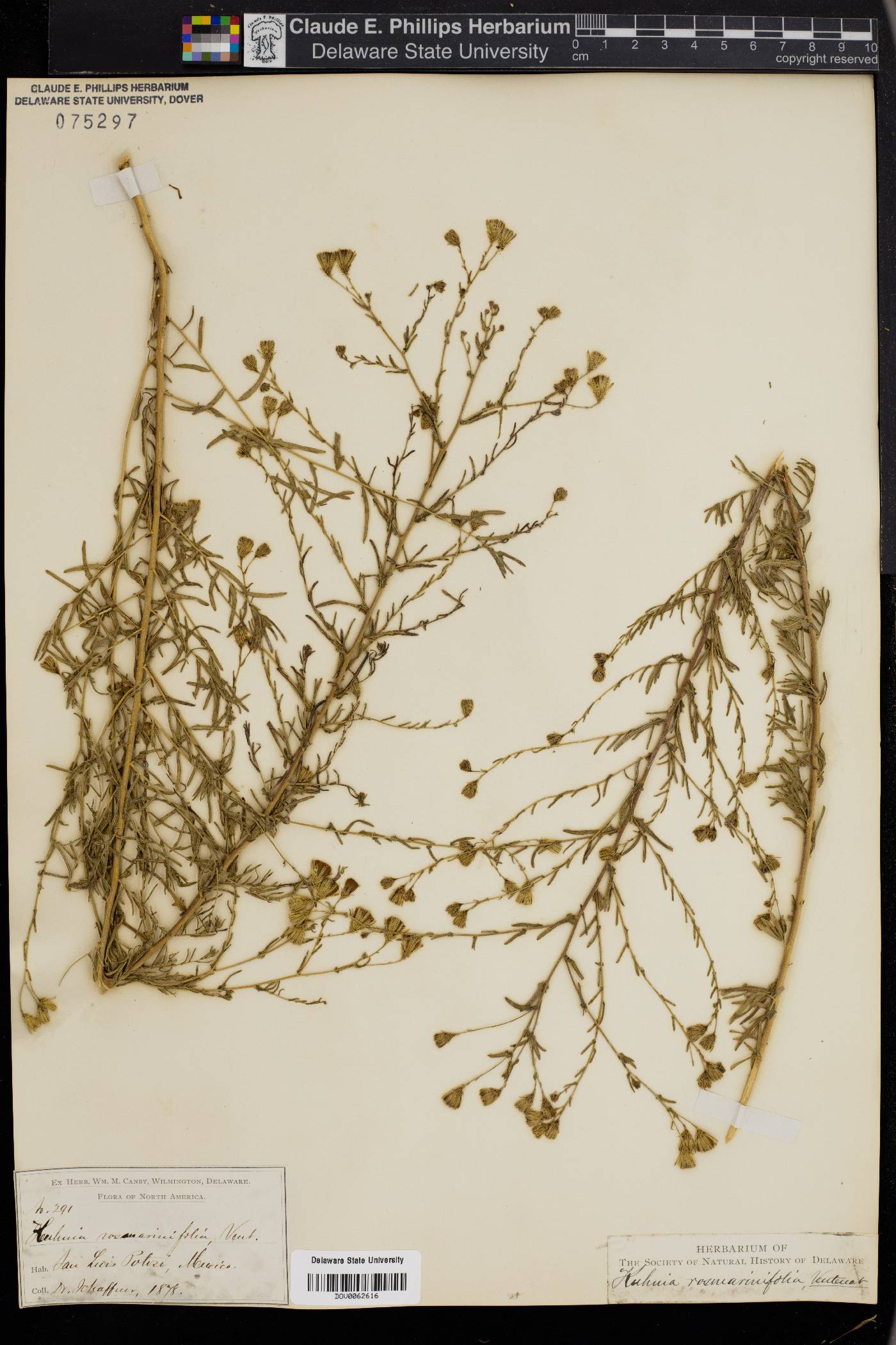 Brickellia rosmarinifolia image