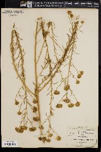 Brickellia rosmarinifolia image