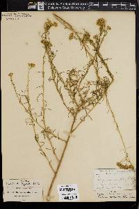 Brickellia rosmarinifolia image