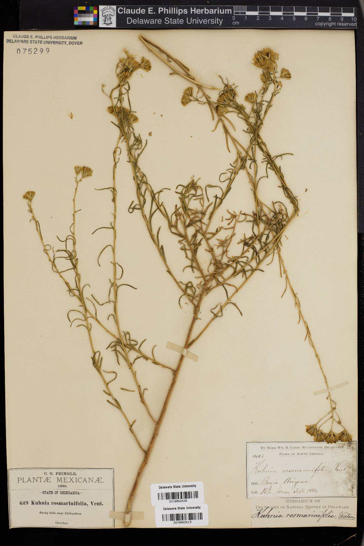Brickellia rosmarinifolia image