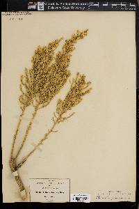 Brickellia spinulosa image