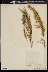 Asanthus squamulosus image