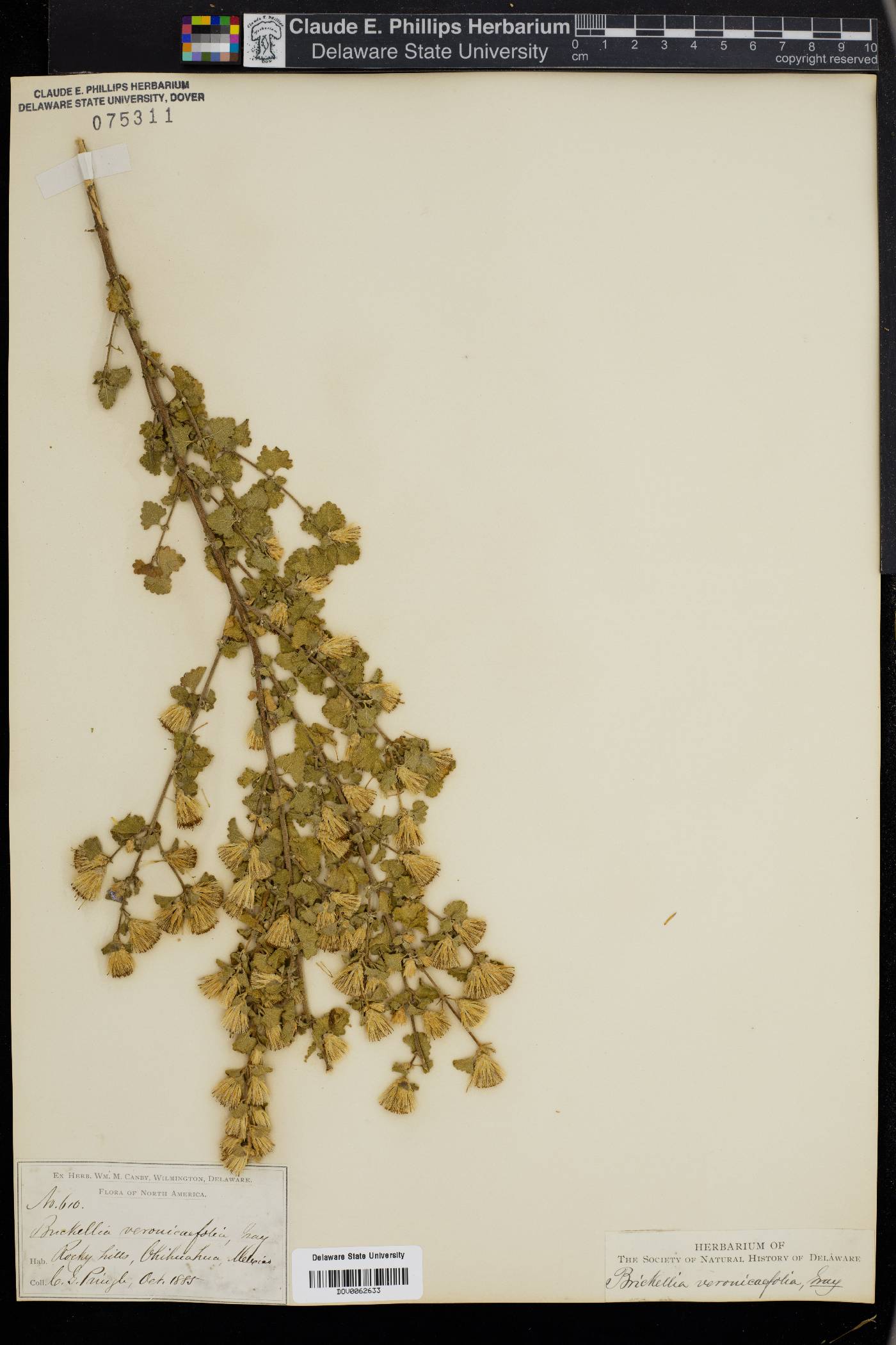 Brickellia veronicifolia image