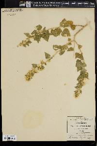 Brickellia wrightii image