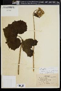 Arnoglossum atriplicifolium image