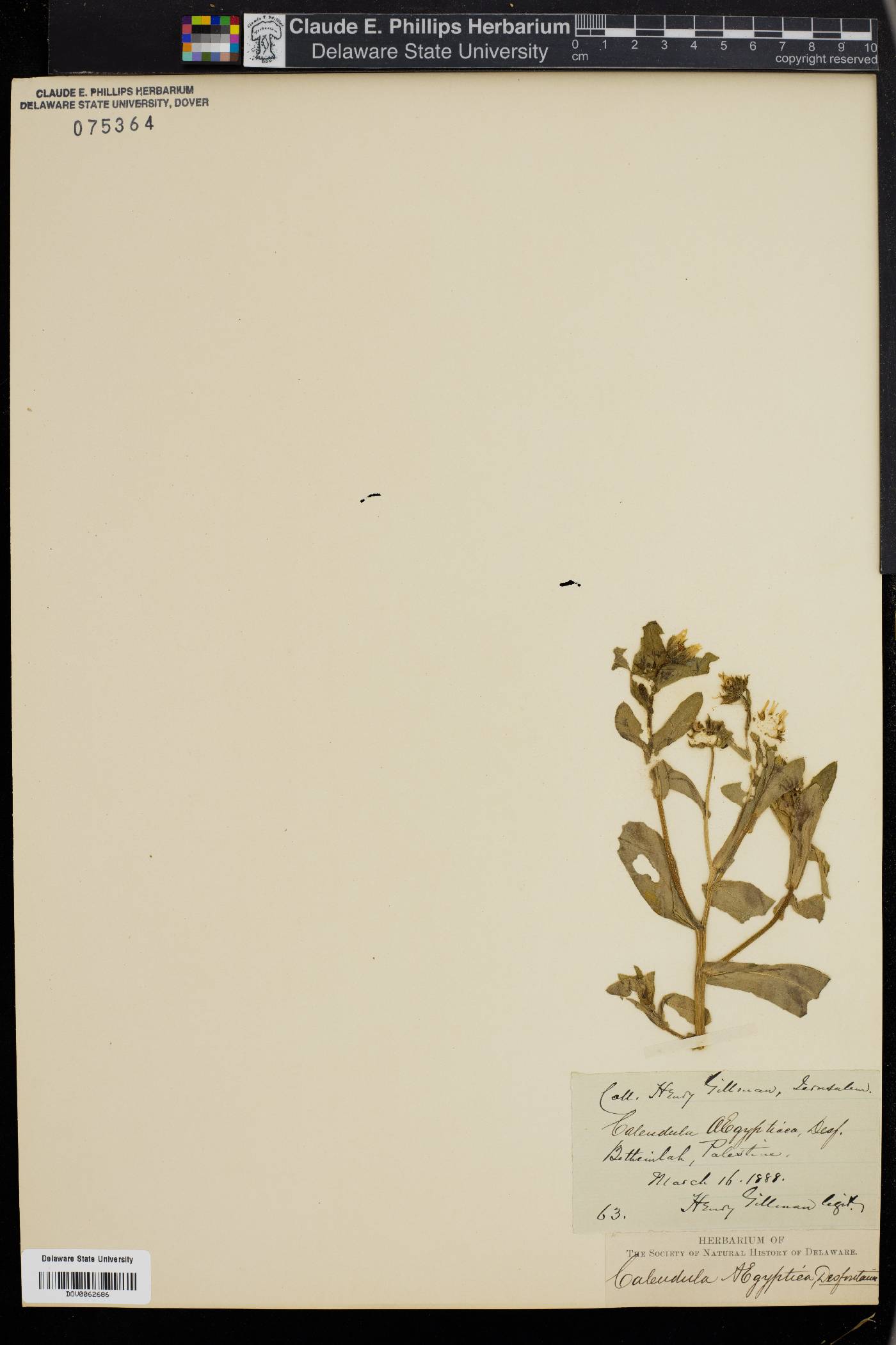 Calendula aegyptiaca image
