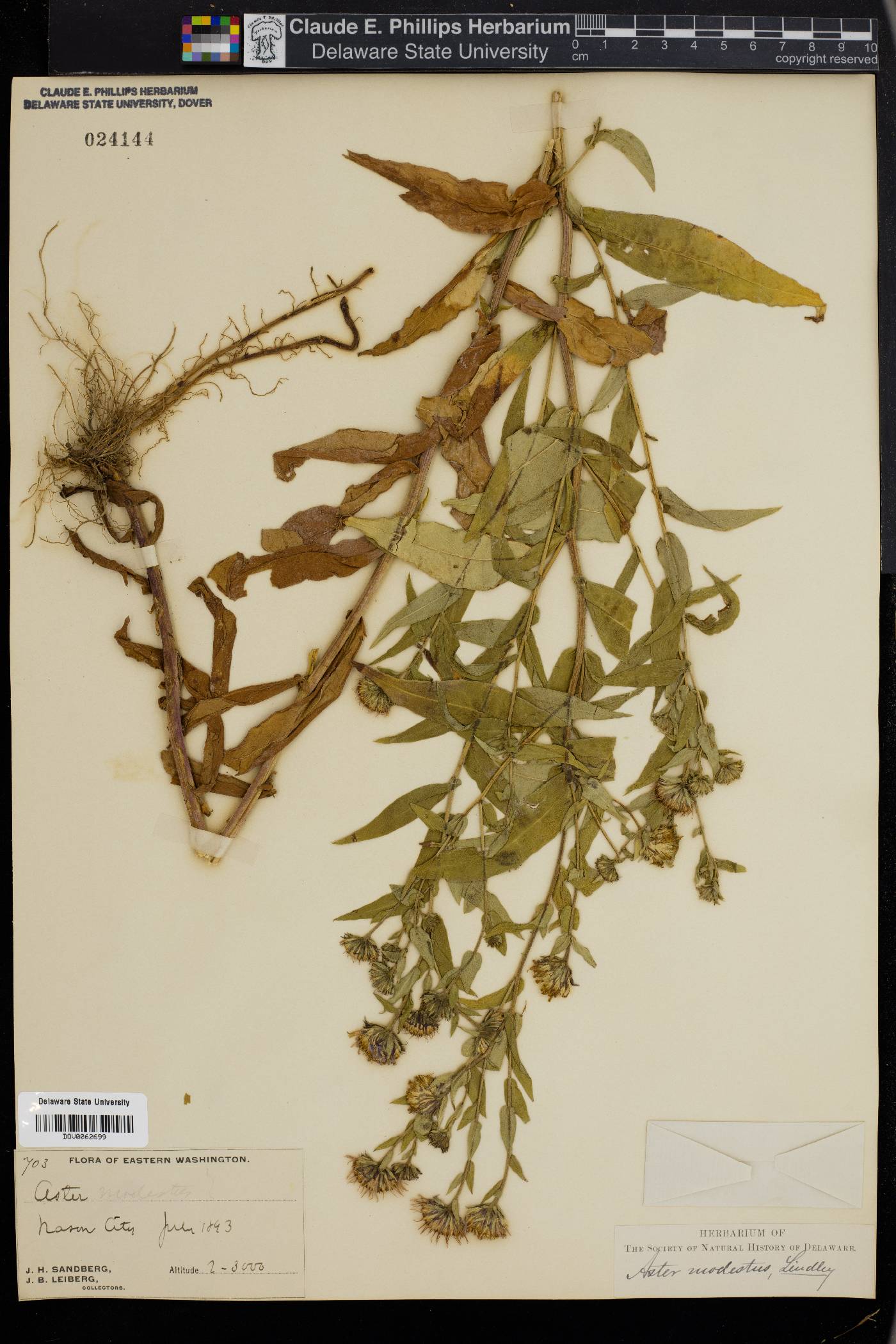 Canadanthus modestus image