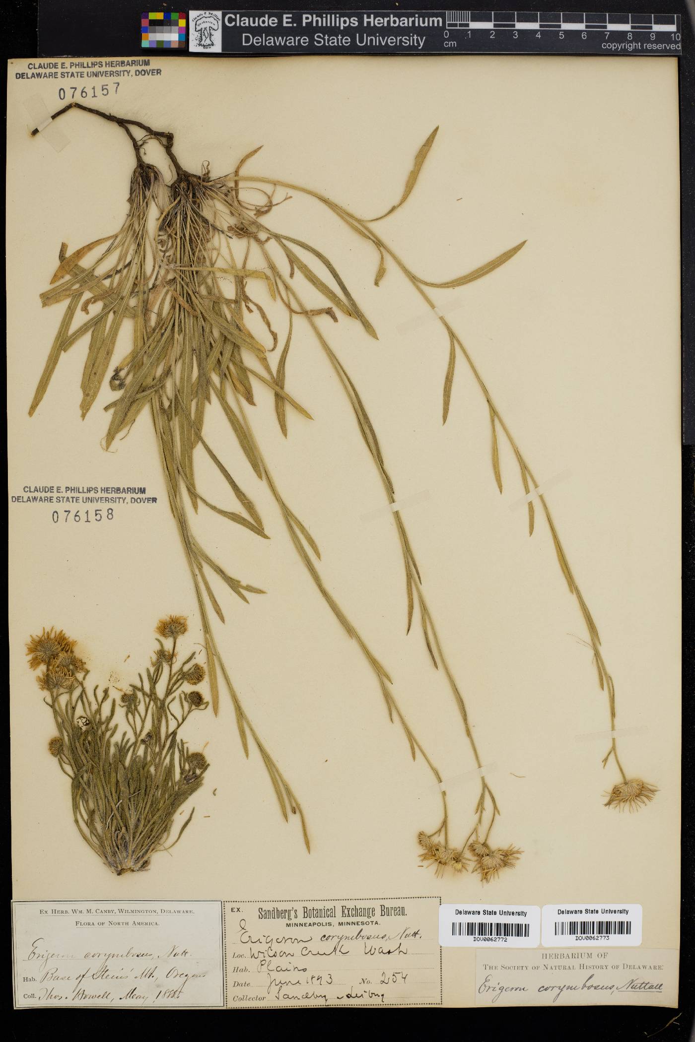 Erigeron corymbosus image