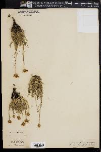 Erigeron linearis image