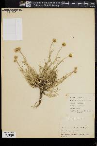 Erigeron linearis image