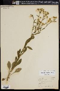 Erigeron ramosus image
