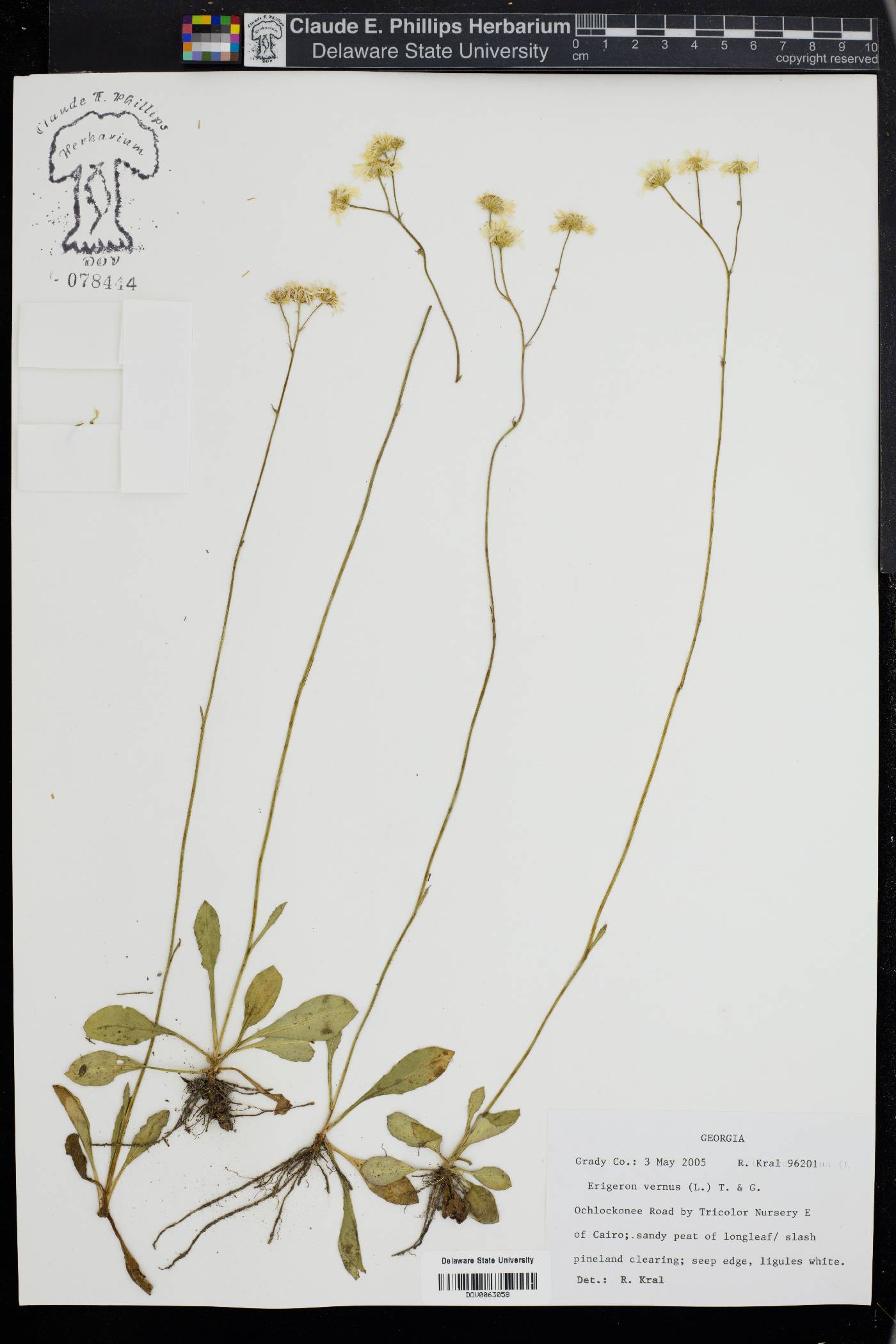 Erigeron vernus image