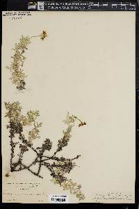 Eriophyllum lanatum var. achilleoides image