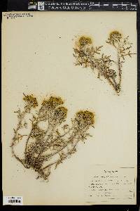 Eriophyllum confertiflorum image