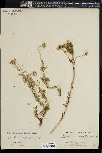 Eriophyllum confertiflorum image