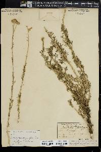 Eriophyllum confertiflorum image