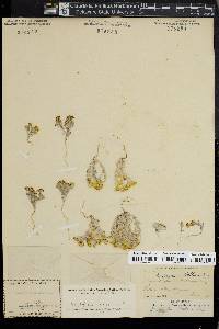 Eriophyllum wallacei image