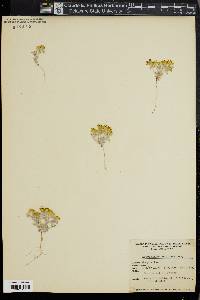 Eriophyllum wallacei image