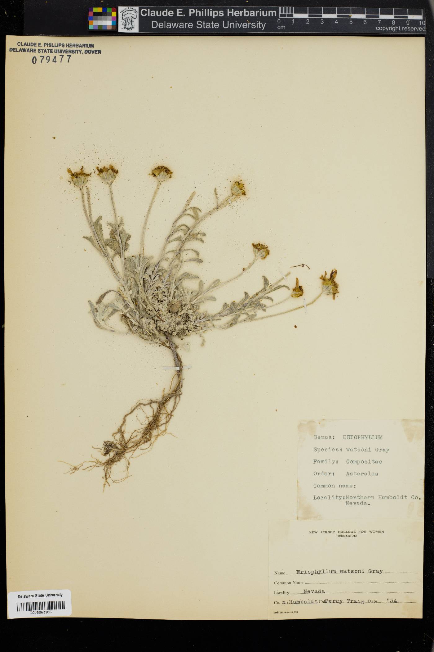 Eriophyllum lanatum var. leucophyllum image