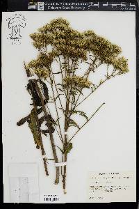 Eupatorium album image